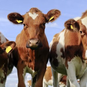 Kasus Penggelongongan Sapi Terkuak,Jelang Idul-Adha