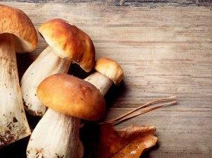 Jamur  Yang Dapat Hentikan Kebiasaan Merokok