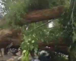Pengendara Motor Ditimpa Pohon Tumbang Meninggal