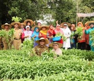 Wako Panen Sayur Bersama Kelompok Tani