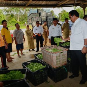 Blusukan Kebun Sayur Wacopek