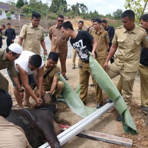 Stok Sapi Kurban Di Bintan Aman