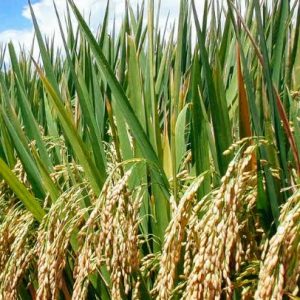 Ini Alasan Yusri Mengatakan Pencetakan Sawah Tidak Bermanfaat Bagi Masyarkat Lingga