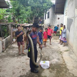Ular Sanca Di Rumah Warga Berhasil Diamankan PMK