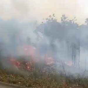 Petugas Damkar Kewalahan Atasi Kebakaran Lahan Di Bintan