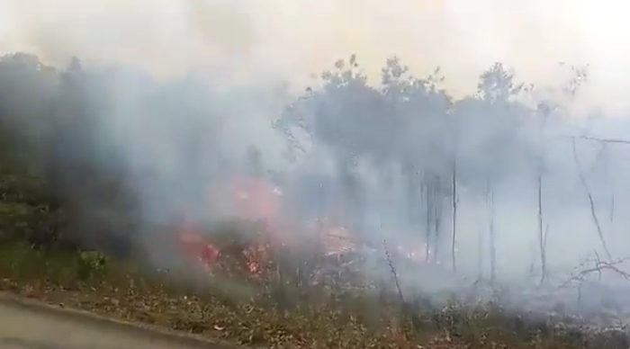 Petugas Damkar Kewalahan Atasi Kebakaran Lahan Di Bintan