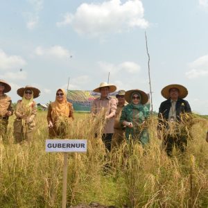 Isdianto Panen Padi 6 Hektar Di Karimun