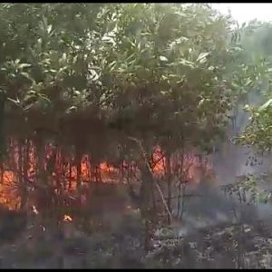 Hari ini, 1 Hektar Lahan Terbakar Di Gunung Kijang