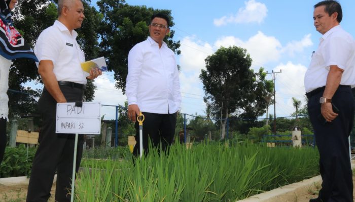 Apri Tinjau Pengembangan Pertanian Varietas Tanaman Pangan