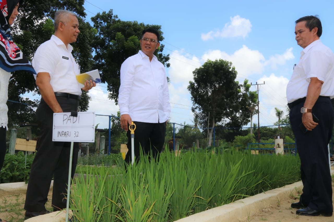 Apri Tinjau Pengembangan Pertanian Varietas Tanaman Pangan