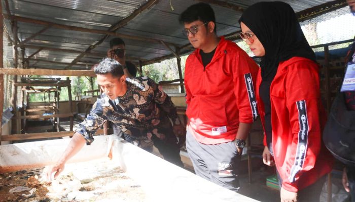 Bupati Apresiasi Budidaya Maggot Desa Teluk Bakau