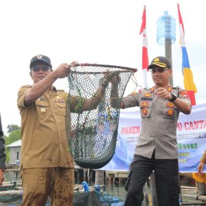 Bupati Bintan Panen 1 Ton Ikan Kerapu Macan.