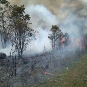 Setengah Hektar Lahan Di Jalan Tirtamadu Terbakar