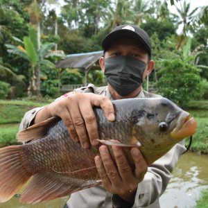 Sambut New Normal Dengan Budidaya Ikan Dan Mini Garden