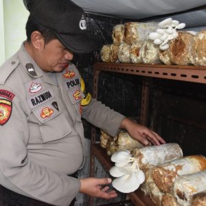 Penguatan Ketahanan Pangan Dengan Budidaya Jamur Tiram