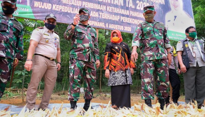 Panen Jagung Demplot bersama Kodim 0315/Bintan, Rahma Berikan Apresiasi kepada Petani TNI