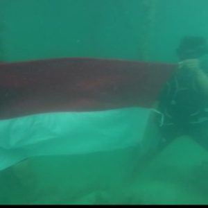 Peringati HUT RI -75, Satpolairud Kibarkan Bendera Merah Putih Didasar Laut