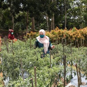 Ingin Potensi Pertanian Terus Berkembang di Kepri