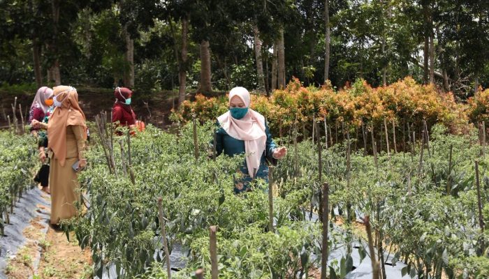 Ingin Potensi Pertanian Terus Berkembang di Kepri