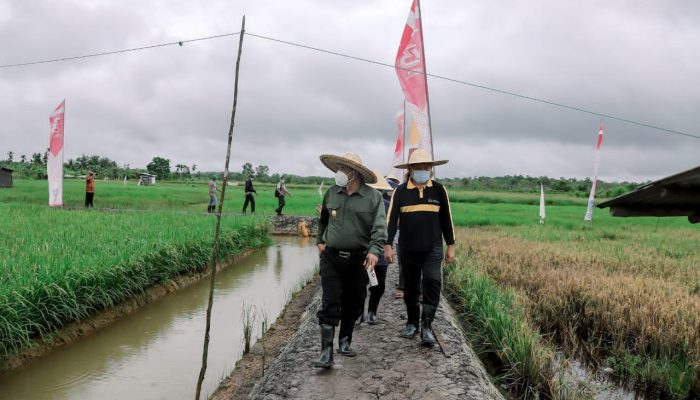Masa Pandemi,Sektor Pertanian, Peternakan dan Perikanan Jadi Solusi