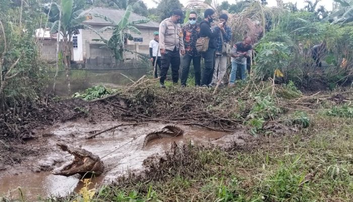 Warga Bangunsari Tangkap Buaya Pemakan Ternak Lele Di Kolam