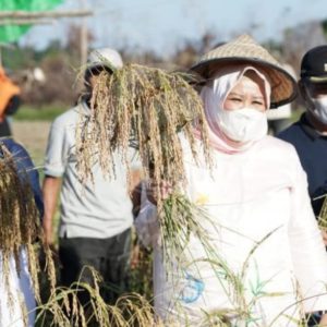 Marlin Agustina Harapkan Lingga Jadi Daerah Lumbung Padi Di Wilayah Perbatasan