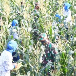 Lanal Dabo Singkep Panen Jagung Dukung Ketahanan Pangan