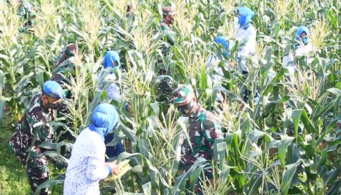 Lanal Dabo Singkep Panen Jagung Dukung Ketahanan Pangan