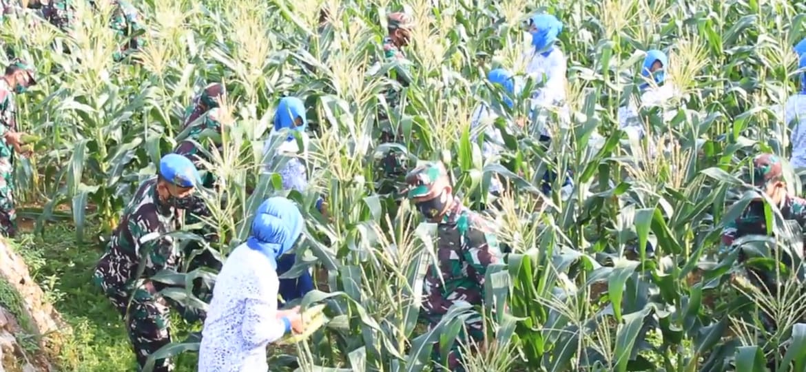 Lanal Dabo Singkep Panen Jagung Dukung Ketahanan Pangan