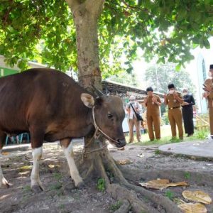 Pemko Tanjungpinang Serahkan 43 Ekor Hewan Kurban Untuk Masjid Dan Surau