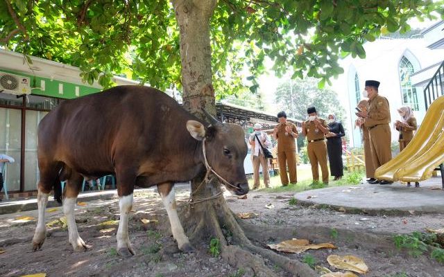 Pemko Tanjungpinang Serahkan 43 Ekor Hewan Kurban Untuk Masjid Dan Surau