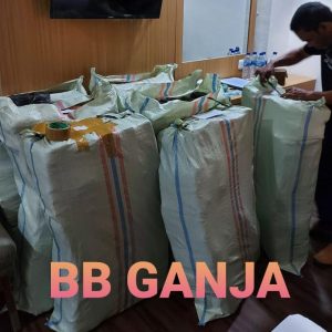 Polri Musnahkan 7 Haktare Ladang Ganja Di Gunung Lauser Dan Sita 592 Kg Ganja Kering