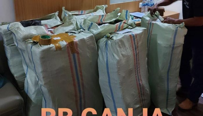 Polri Musnahkan 7 Haktare Ladang Ganja Di Gunung Lauser Dan Sita 592 Kg Ganja Kering