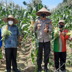 Panen Jagung Program Ketahanan Pangan Kampung Tangguh Di Bintan