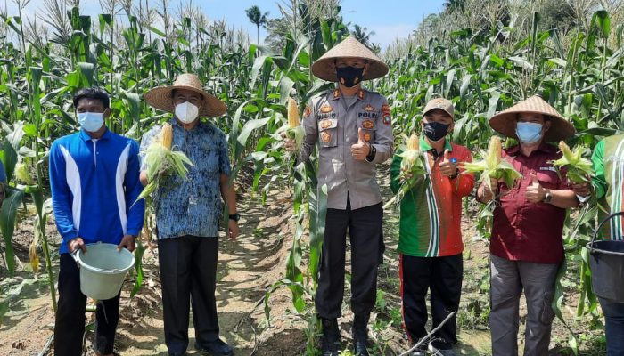 Panen Jagung Program Ketahanan Pangan Kampung Tangguh Di Bintan