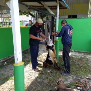 Idul Adha 1442 H, Lantamal IV Tanjungpinang Sembelih 14 Ekor Hewan Kurban