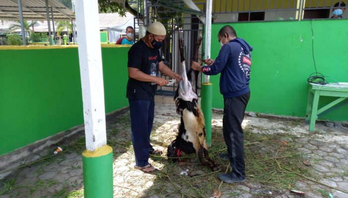 Idul Adha 1442 H, Lantamal IV Tanjungpinang Sembelih 14 Ekor Hewan Kurban