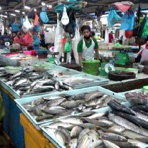 Pembeli Ikan Di Pasar Menurun, Ikan Busuk Jadi Pakan Lele