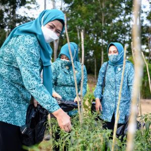 PKK Kepri Panen Cabai Di Kebun PKK 
