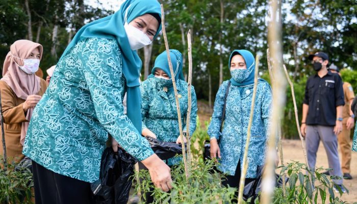 PKK Kepri Panen Cabai Di Kebun PKK 