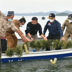 Gubernur Ansar Panen Rumput Laut di Pulau Jaga Karimun