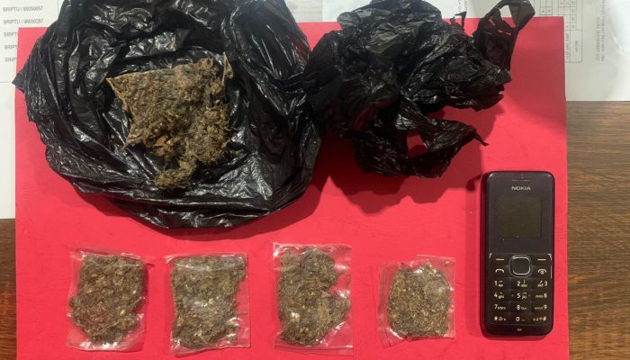 Satresnarkoba Polres Tanjungpinang Amankan 5 Paket Ganja Di Kampung Bulang