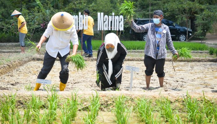Bangun Ketahanan Pangan, Wagub Kepri dan Ekspatriat Menanam Padi