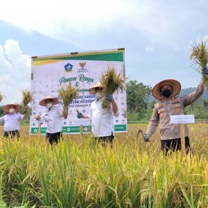 Pemkab Bintan Launching Agrowisata Persawahan Dan Panen Padi