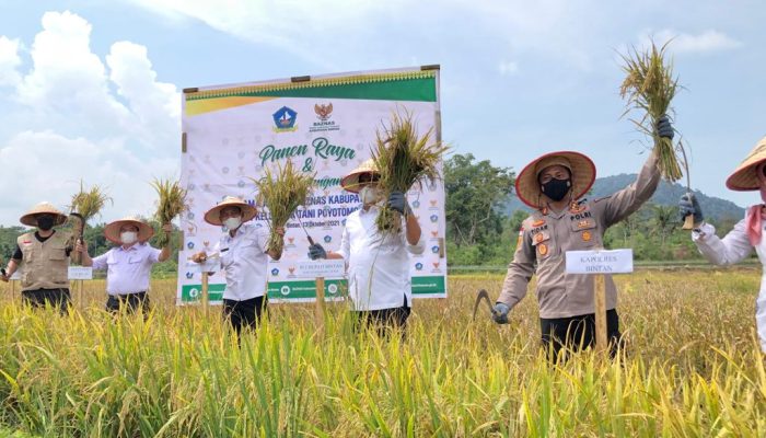 Pemkab Bintan Launching Agrowisata Persawahan Dan Panen Padi
