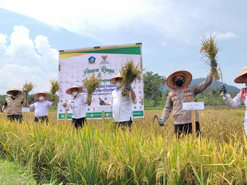 Pemkab Bintan Launching Agrowisata Persawahan Dan Panen Padi