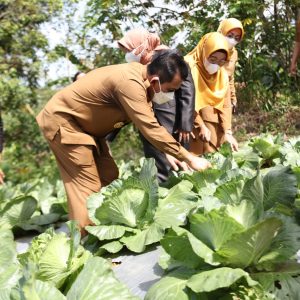 22 Kelompok Tani Di Tanjungpinang Terima Bantuan Alsintan Dan Pupuk