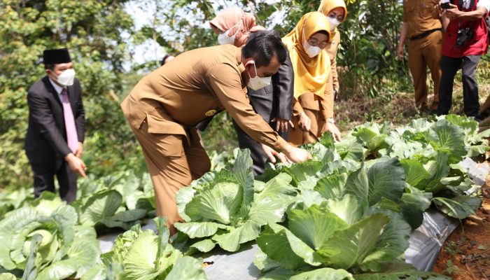 22 Kelompok Tani Di Tanjungpinang Terima Bantuan Alsintan Dan Pupuk