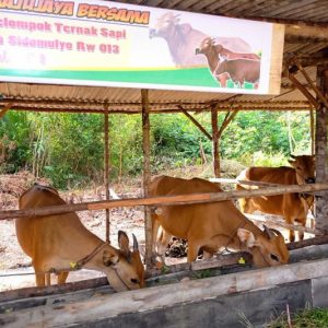 Pemko Tanjungpinang Serahkan Bantuan Untuk Petani dan Peternak