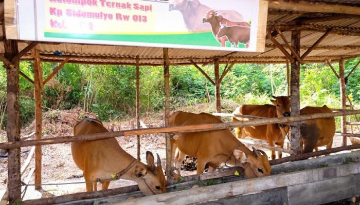 Pemko Tanjungpinang Serahkan Bantuan Untuk Petani dan Peternak